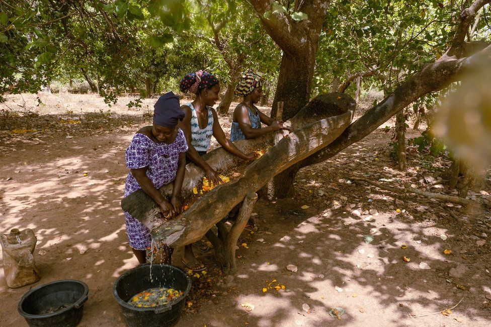 The Affordable Delicacy: Ivory Coast Cashew Nuts Offer Great Value