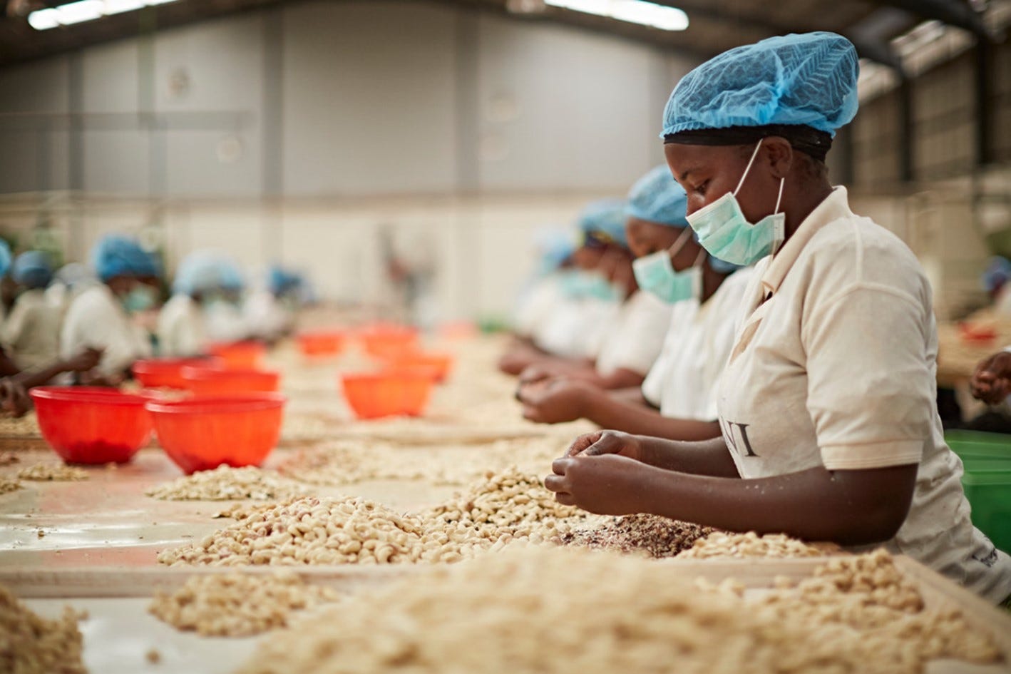 Title: The Journey of Cashew Nut Processing: From Tree to Table