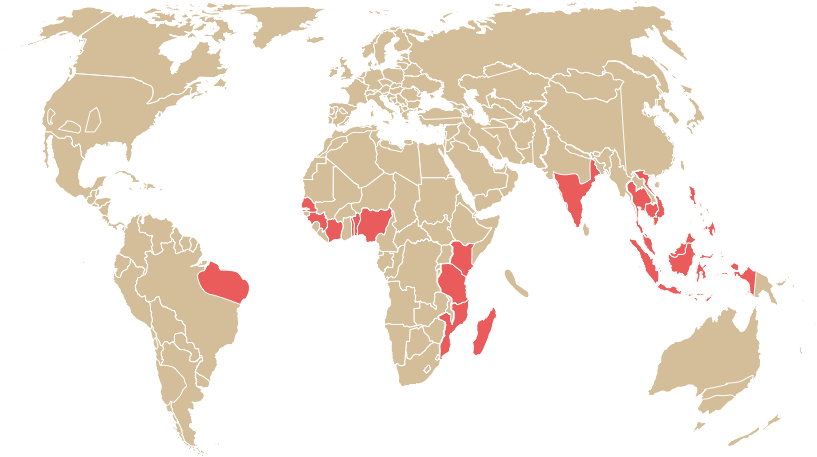 Title: The Powerhouses of Cashew Production: Ranking the Top 10 Countries